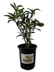 New life nursery for sale  Delivered anywhere in USA 