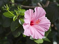 Hibiskus china hibiscus gebraucht kaufen  Wird an jeden Ort in Deutschland