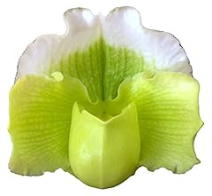 Orchid insanity paphiopedilum for sale  Delivered anywhere in USA 