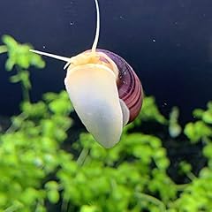 Shore aquatic llc for sale  Delivered anywhere in USA 