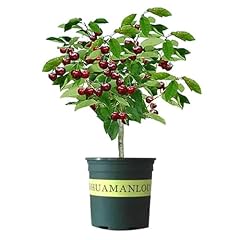 Black cherry fruit for sale  Delivered anywhere in USA 