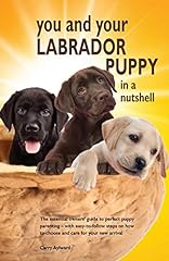 Labrador puppy nutshell for sale  Delivered anywhere in UK