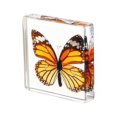 Single real butterfly for sale  Delivered anywhere in USA 