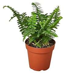 Jester crown fern for sale  Delivered anywhere in USA 