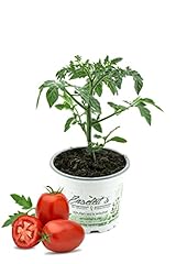 Eiertomate frische tomaten gebraucht kaufen  Wird an jeden Ort in Deutschland
