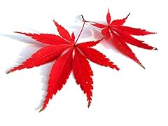 Red lace leaf for sale  Delivered anywhere in USA 