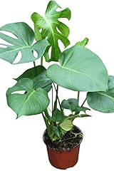 Indoor plant house for sale  Delivered anywhere in UK