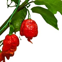 South devon chilli for sale  Delivered anywhere in UK