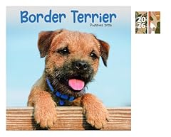 Border terrier puppies for sale  Delivered anywhere in UK
