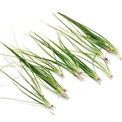 K2aqua vallisneria nana for sale  Delivered anywhere in UK