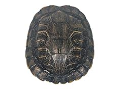 Red ear turtle for sale  Delivered anywhere in USA 