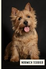 Norwich terrier perfect for sale  Delivered anywhere in USA 