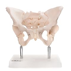 66fit anatomical adult for sale  Delivered anywhere in UK