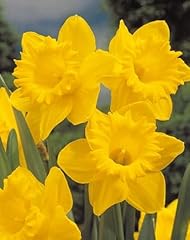 Agronom bulbi narcisi usato  Spedito ovunque in Italia 