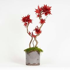 Mini bonsai acero usato  Spedito ovunque in Italia 