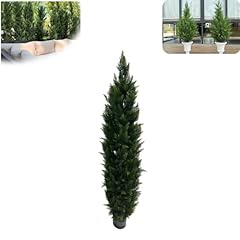 Muguoy cedar tree for sale  Delivered anywhere in USA 