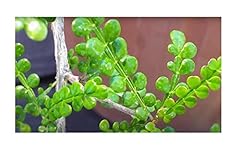 Pcs operculicarya decaryi for sale  Delivered anywhere in UK