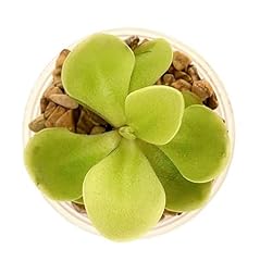 Butterwort pinguicula light for sale  Delivered anywhere in UK