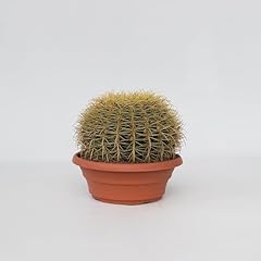 Plant box echinocactus usato  Spedito ovunque in Italia 