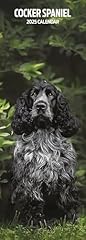 Cocker spaniel 2025 for sale  Delivered anywhere in Ireland