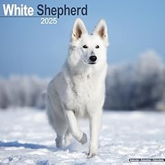 White shepherd 2025 for sale  Delivered anywhere in UK
