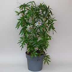 Passion flower plant for sale  Delivered anywhere in UK