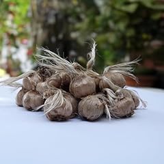Bulbi zafferano crocus usato  Spedito ovunque in Italia 
