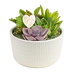 Costa farms succulent for sale  Delivered anywhere in USA 