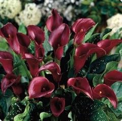 Hybrid calla lily for sale  Delivered anywhere in USA 