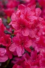 Rhododendron diamant rot gebraucht kaufen  Wird an jeden Ort in Deutschland