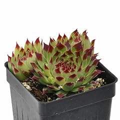 Sempervivum calcareum sir for sale  Delivered anywhere in USA 