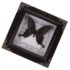 Toyandona butterfly specimen for sale  Delivered anywhere in UK