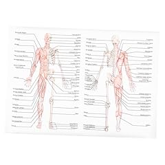 Mucklily affiche anatomie d'occasion  Livré partout en France