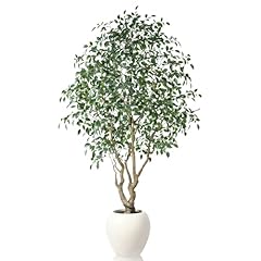 Soguyi ficus tree for sale  Delivered anywhere in USA 
