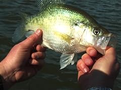 Gigantic crappie lake for sale  Delivered anywhere in USA 