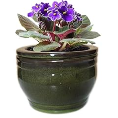 Dphagesy african violet for sale  Delivered anywhere in USA 