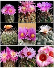 Thelocactus variety mix usato  Spedito ovunque in Italia 