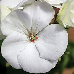 Park seed geranium for sale  Delivered anywhere in USA 
