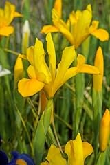 Iris holl. royal for sale  Delivered anywhere in UK