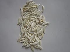 Coyote teeth drilled for sale  Delivered anywhere in USA 