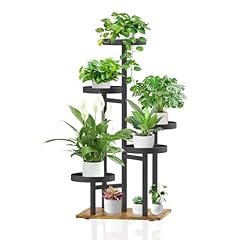 Idavosic.ly tier plant for sale  Delivered anywhere in UK