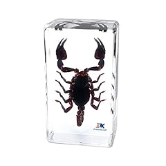 Scorpion spécimen véritable d'occasion  Livré partout en France