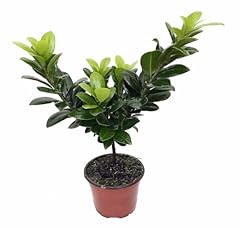 Green island weeping for sale  Delivered anywhere in USA 