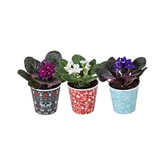 African violet saintpaulia for sale  Delivered anywhere in UK
