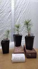 Eastern white pine for sale  Delivered anywhere in USA 