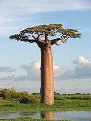 Adansonia grandidieri samen gebraucht kaufen  Wird an jeden Ort in Deutschland