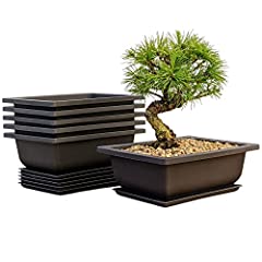 Mollyfox vaso bonsai usato  Spedito ovunque in Italia 