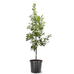 Generic northern red for sale  Delivered anywhere in USA 