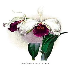 Buyenlarge laelio cattleya for sale  Delivered anywhere in USA 