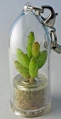 Apple cactus live for sale  Delivered anywhere in USA 